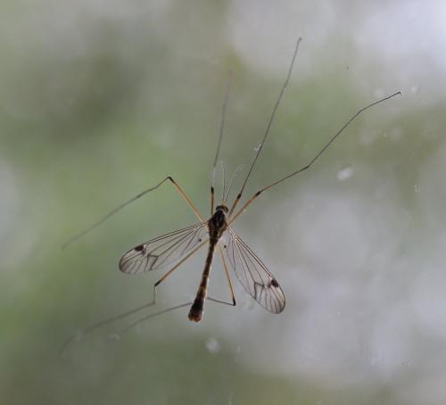 Nephrotoma quadrifaria